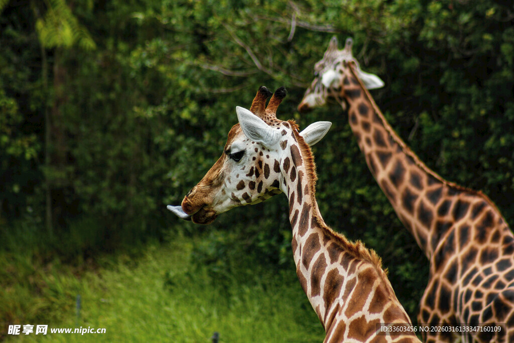 草原上的两只长颈鹿