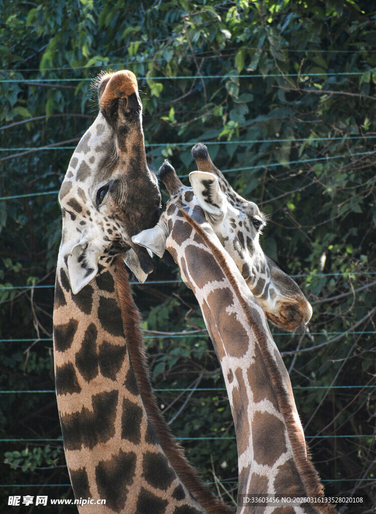 两只长颈鹿亲昵互动
