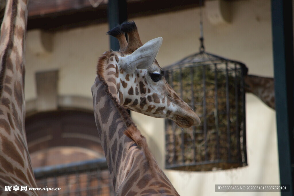 长颈鹿好奇张望悬挂物件