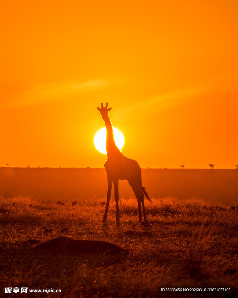 夕阳下的长颈鹿剪影