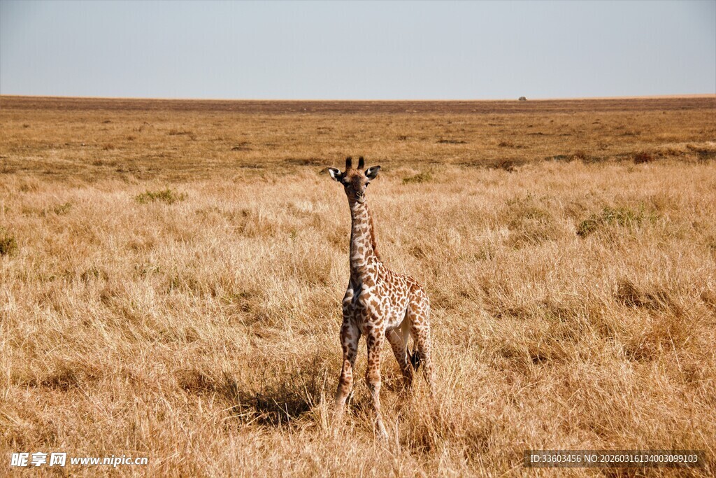 草原上的孤独长颈鹿