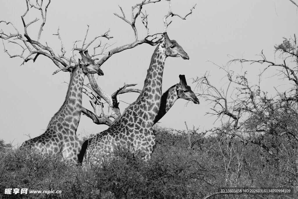 草原上互动的两只长颈鹿