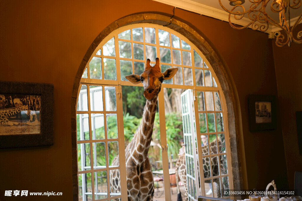 室内长颈鹿装饰景观