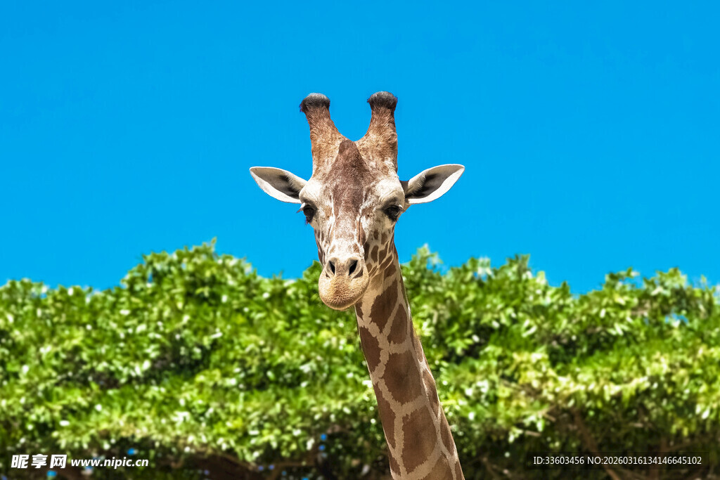 长颈鹿远望绿意盎然的树林