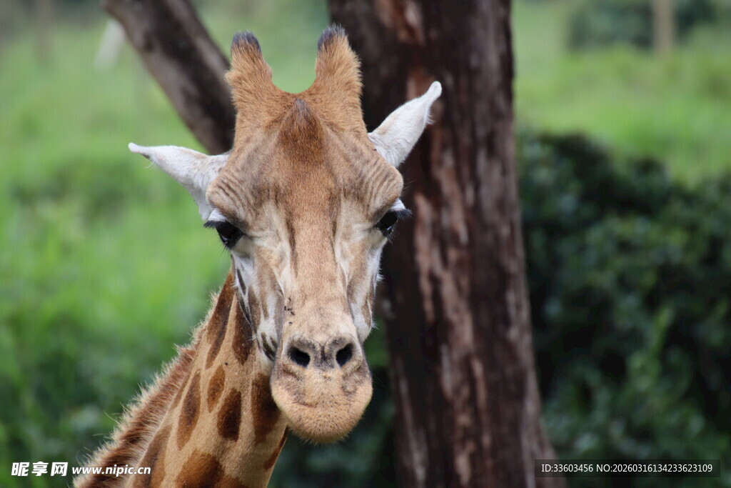 长颈鹿近景特写