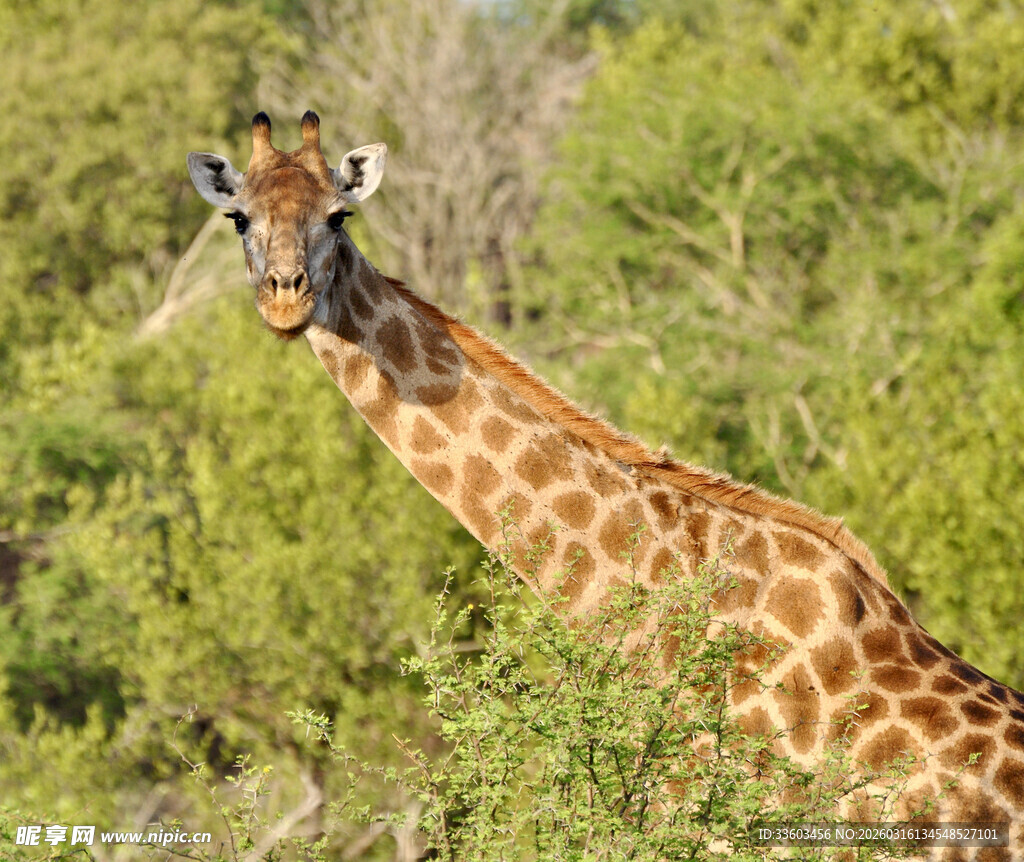 野外长颈鹿的自然瞬间