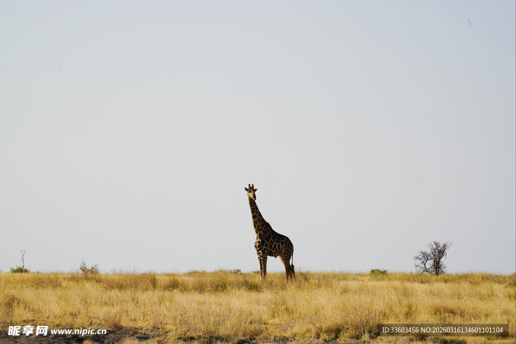 草原上的孤独长颈鹿