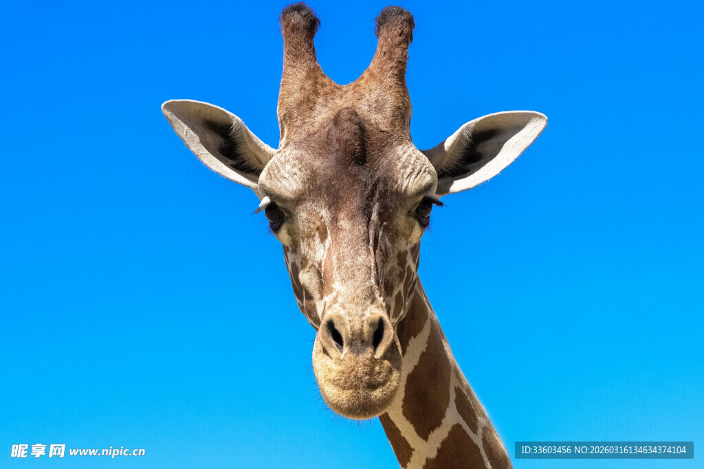 蓝天背景下的长颈鹿特写