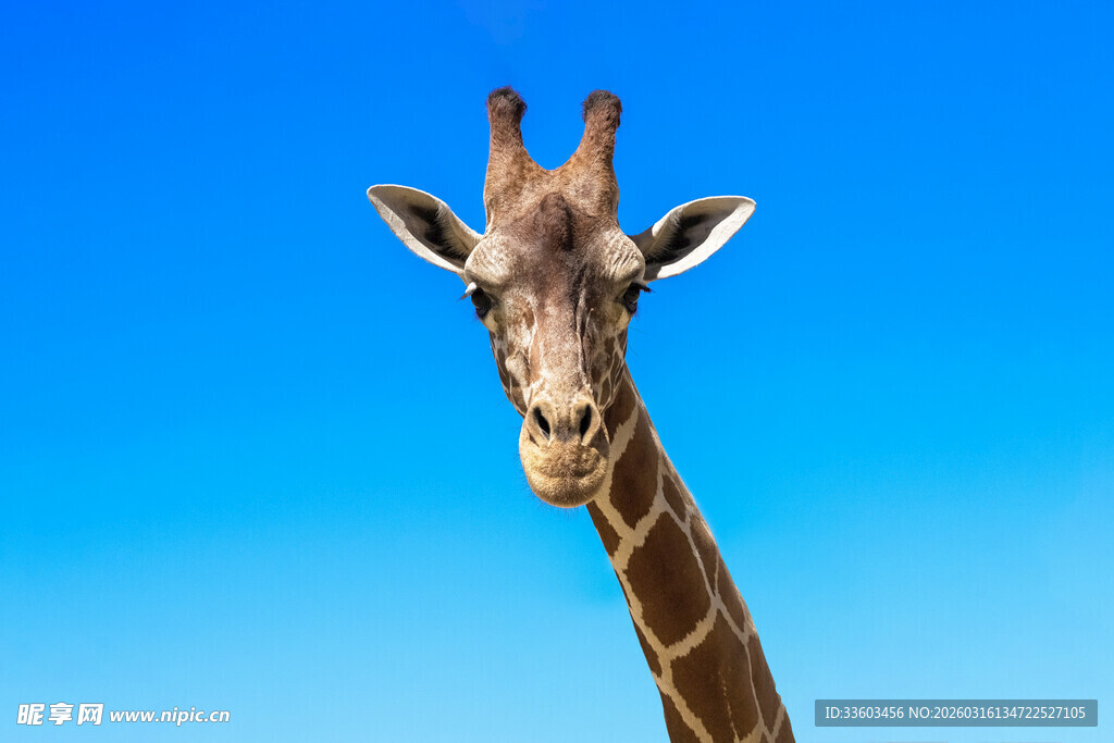 蓝天前的长颈鹿特写
