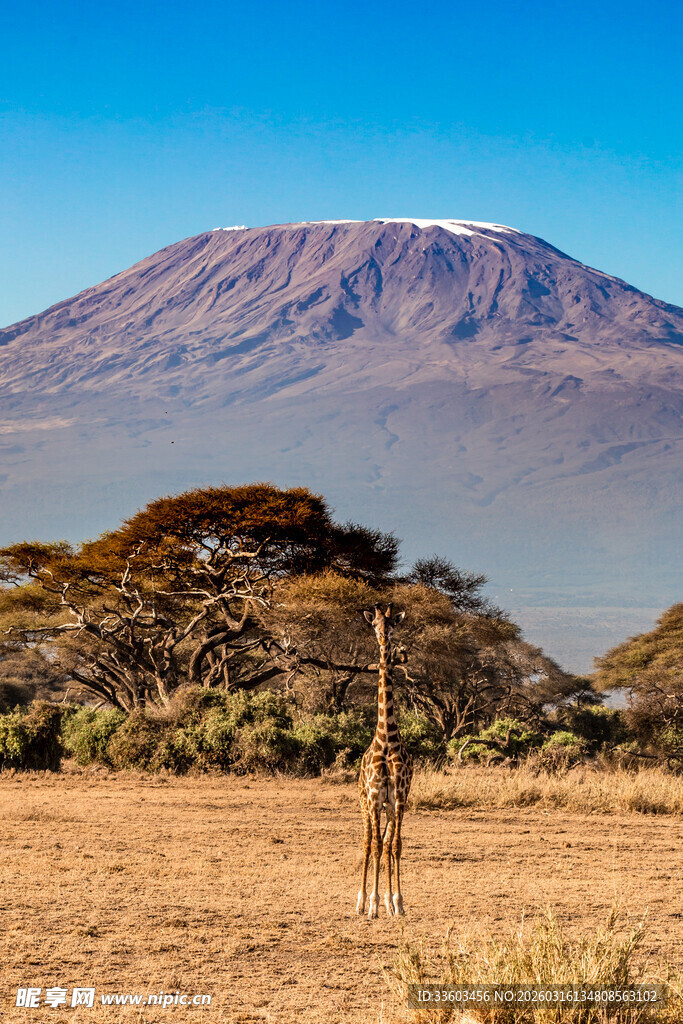 非洲草原上的长颈鹿与远山