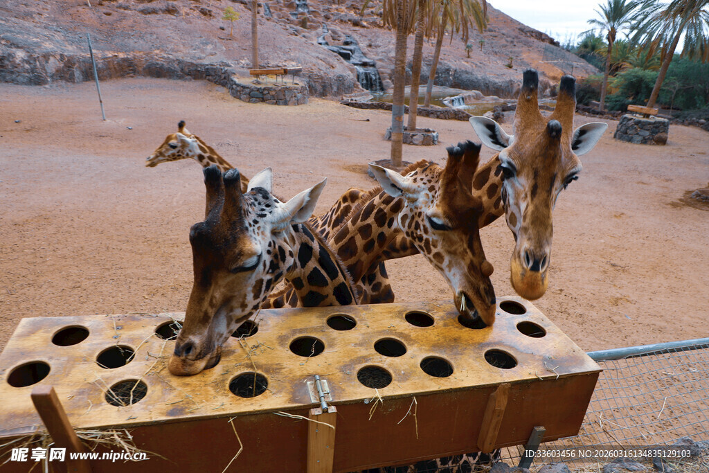 长颈鹿模型立于孔洞装置旁