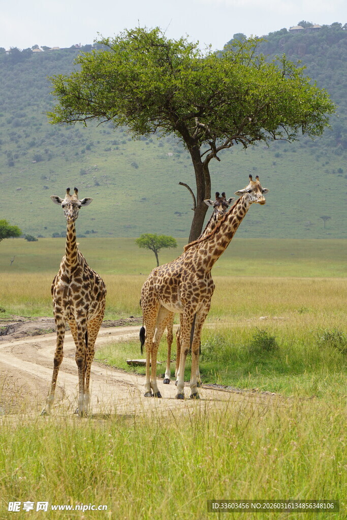 草原上漫步的几只长颈鹿