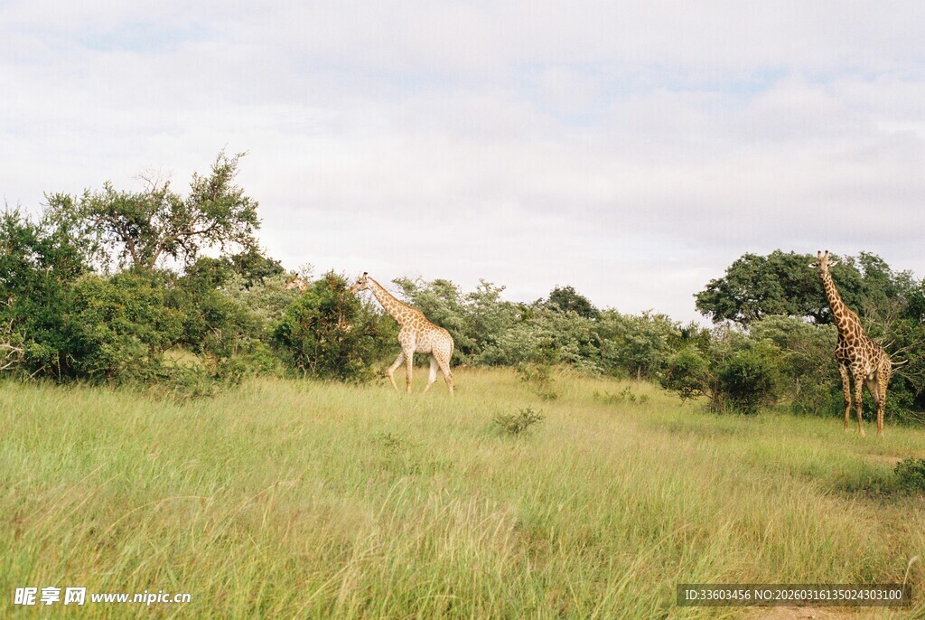 草原上的长颈鹿与绿树