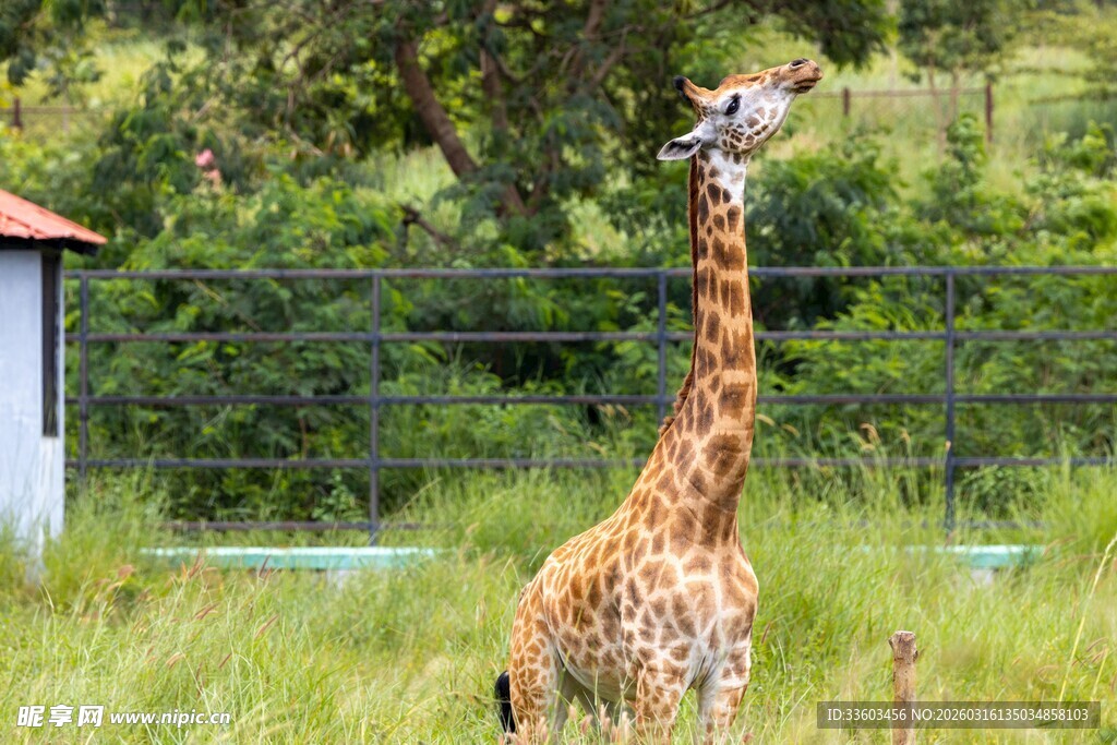 草地上的长颈鹿
