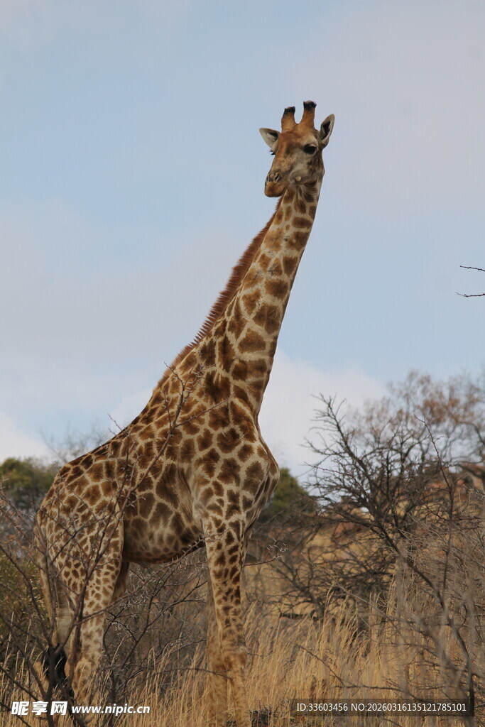 草原上的长颈鹿
