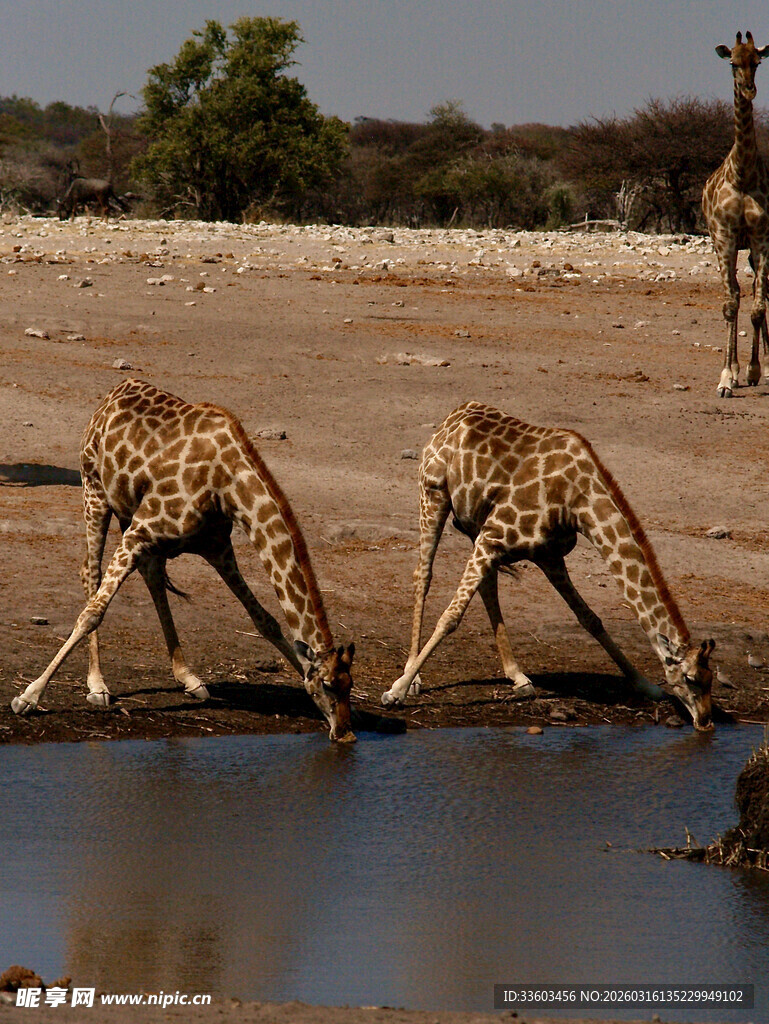 长颈鹿在水边低头饮水