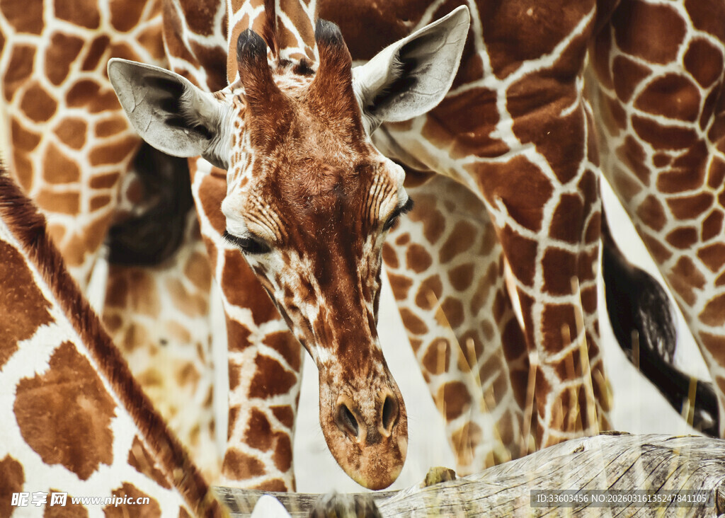可爱长颈鹿近景特写