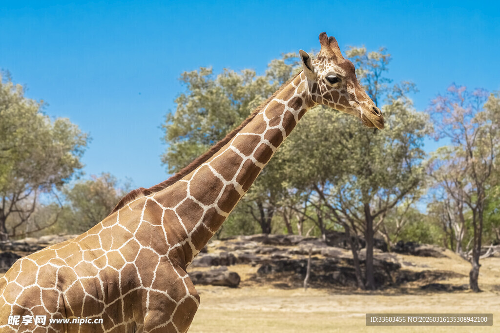 草原上的长颈鹿