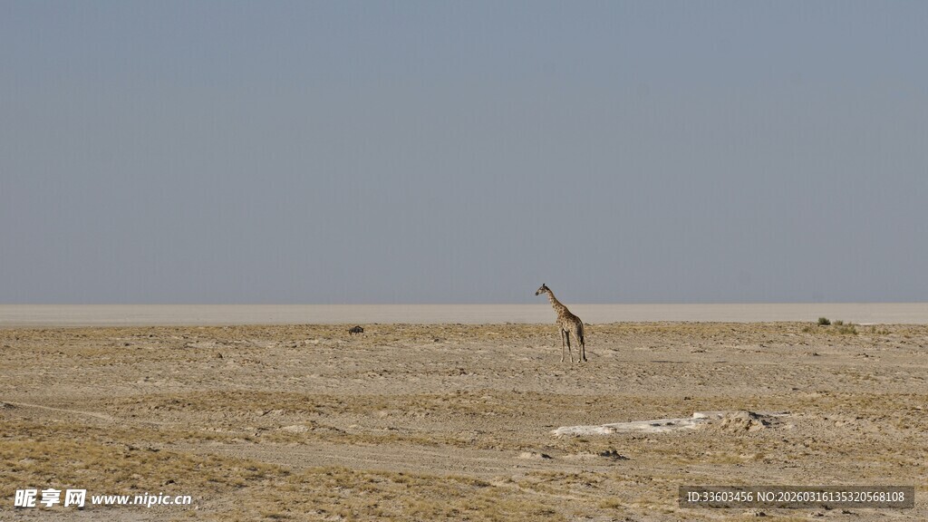 沙漠中孤独的长颈鹿