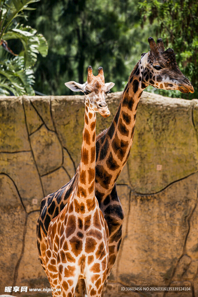 动物园中的两只可爱长颈鹿
