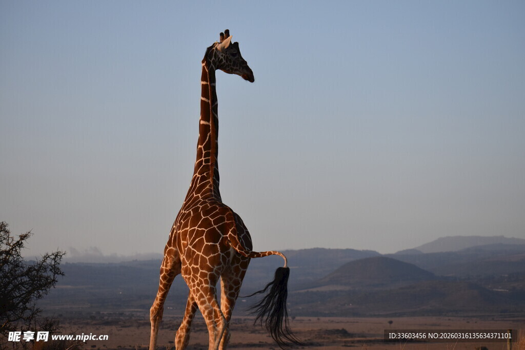 草原上的长颈鹿背影