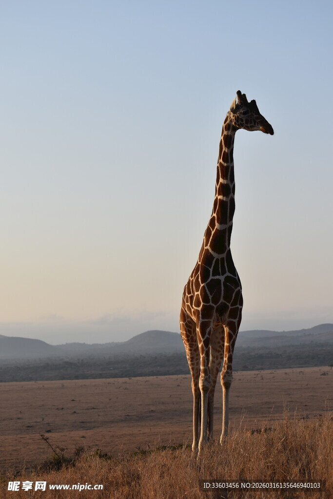 草原上的长颈鹿