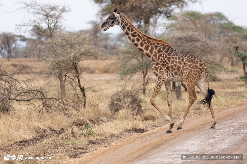 草原上行走的长颈鹿