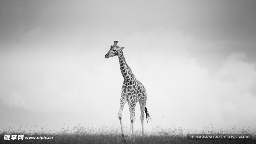 孤独长颈鹿立于旷野