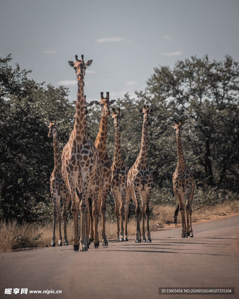 公路上的长颈鹿群