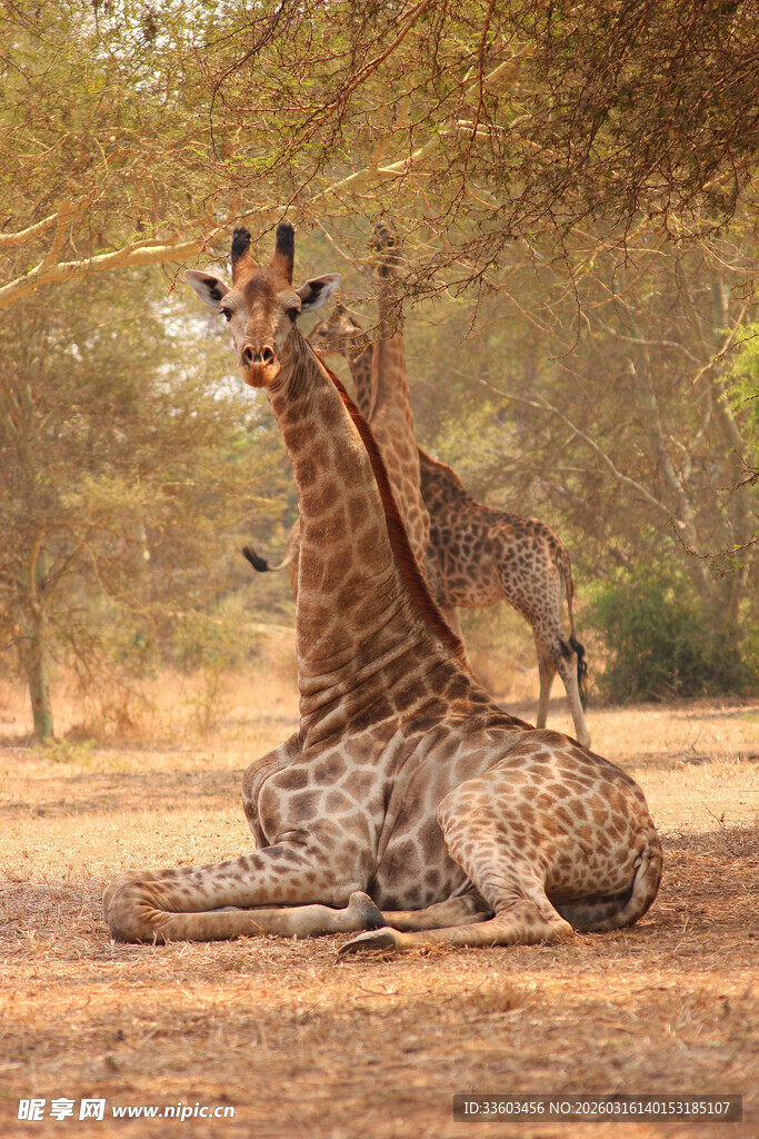 长颈鹿与獴同框的奇妙瞬间