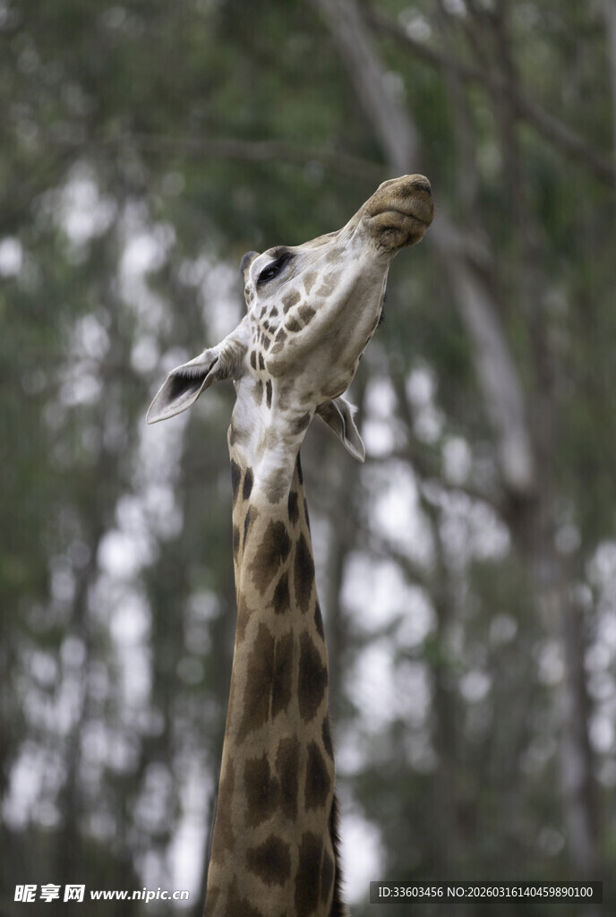 仰头进食的长颈鹿
