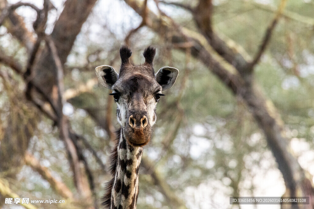 长颈鹿于林间好奇张望