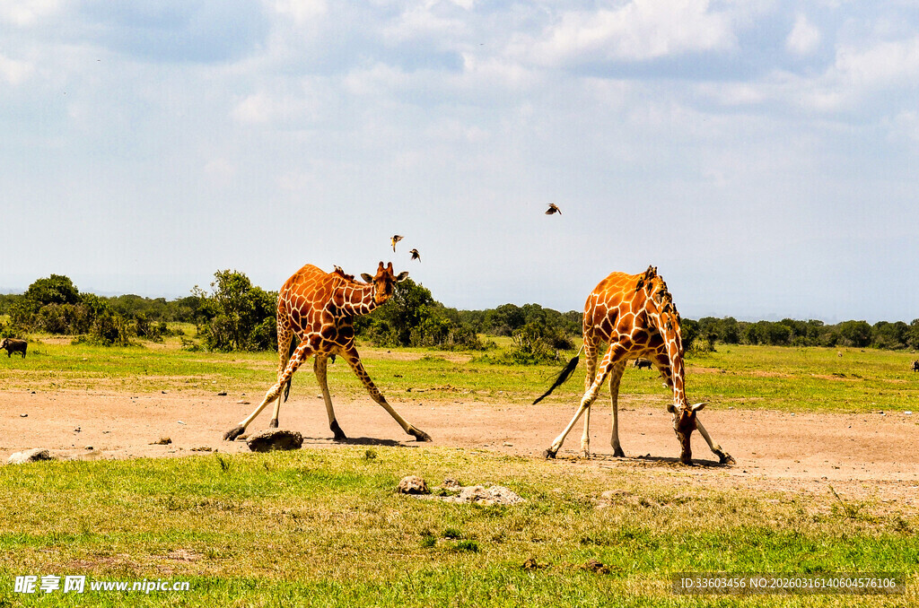 草原上漫步的两只长颈鹿