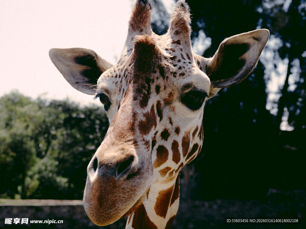 可爱长颈鹿近景特写