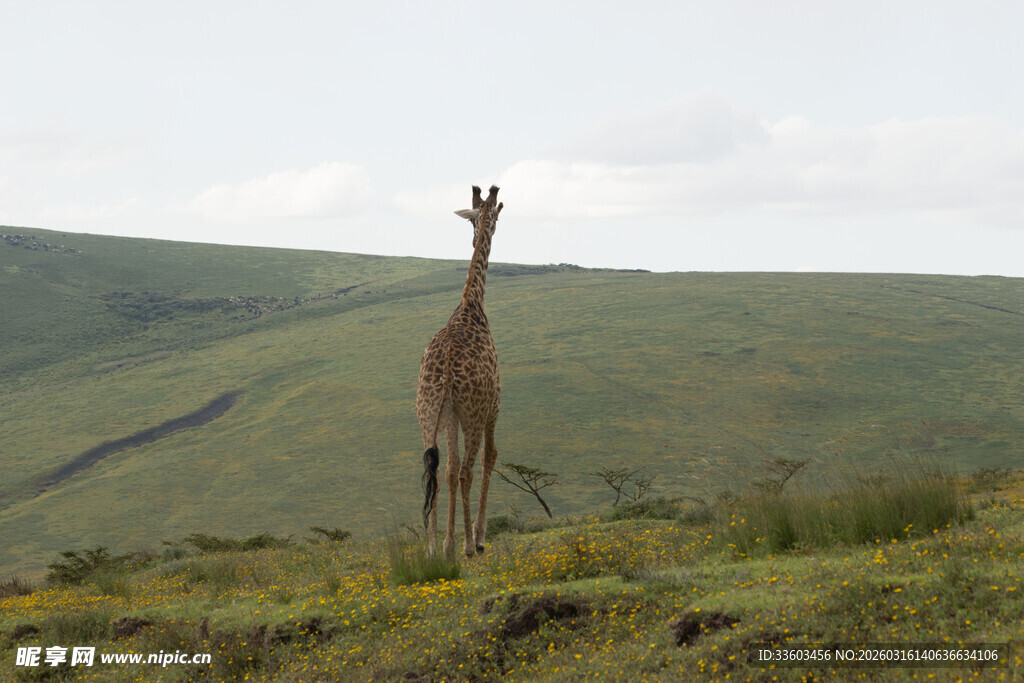 草原上的孤独长颈鹿