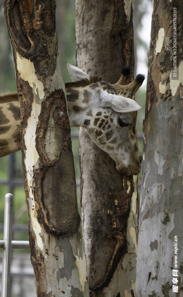 长颈鹿躲在树干后张望