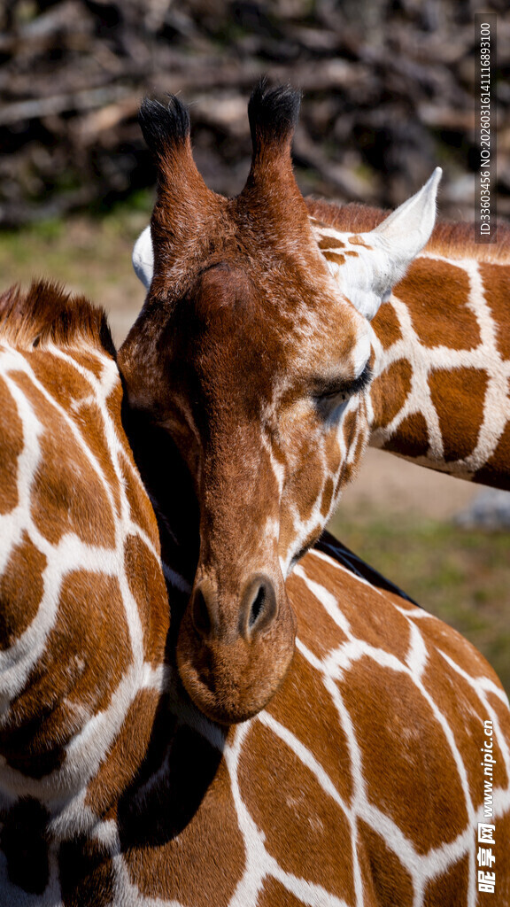 可爱长颈鹿特写