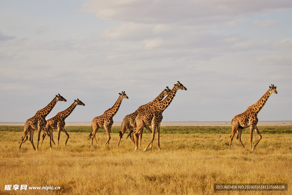 草原上奔跑的长颈鹿群