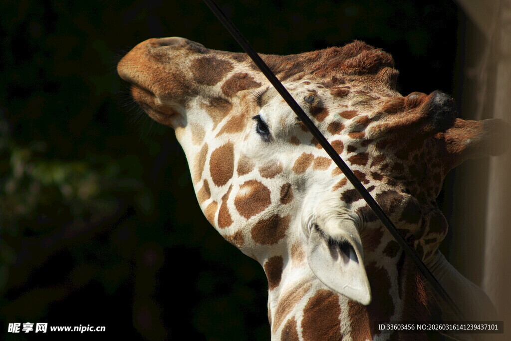 长颈鹿仰头特写