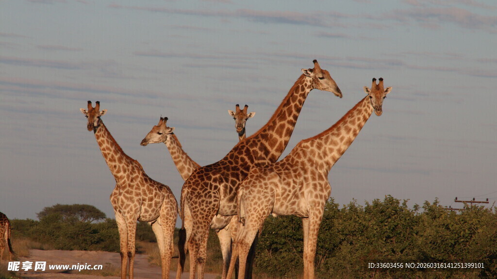 草原上的长颈鹿群