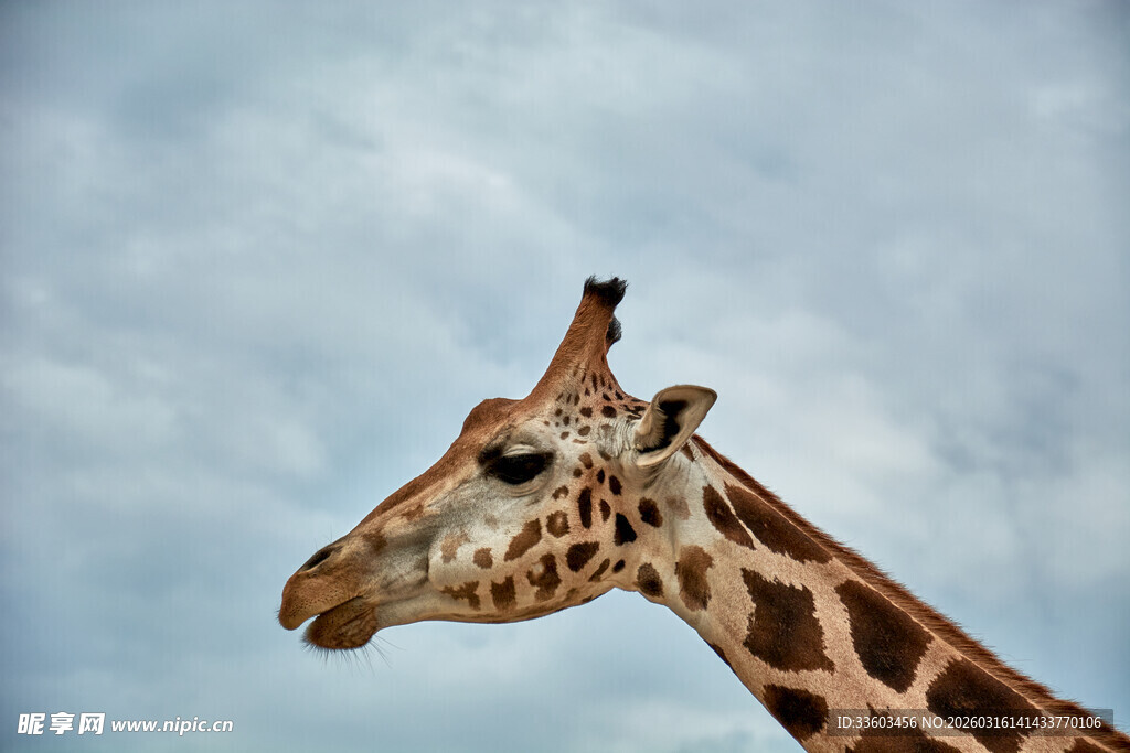 长颈鹿头部特写