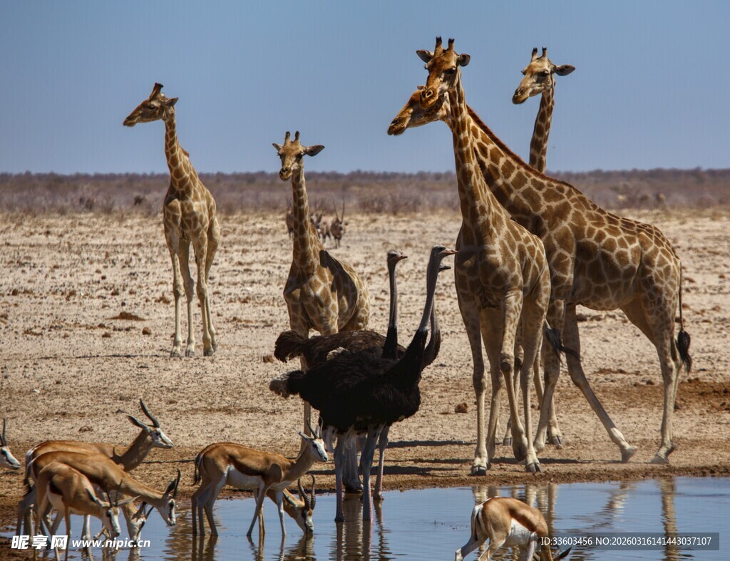 非洲草原动物齐聚饮水处
