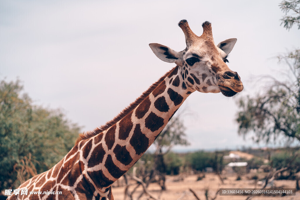 草原上的长颈鹿
