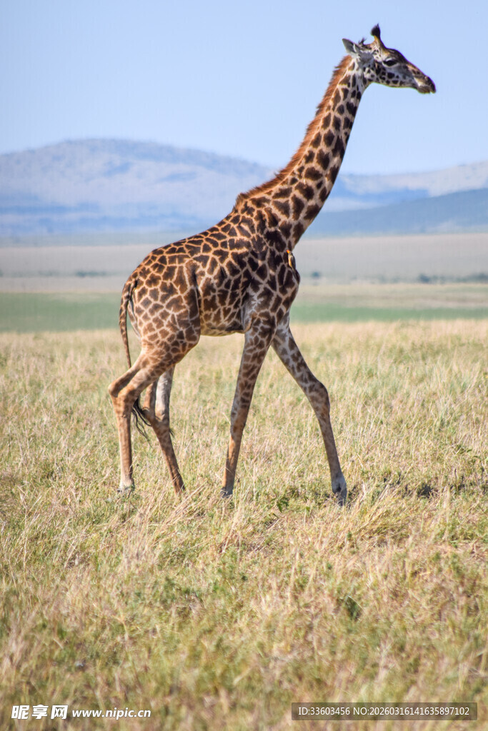 草原上漫步的长颈鹿