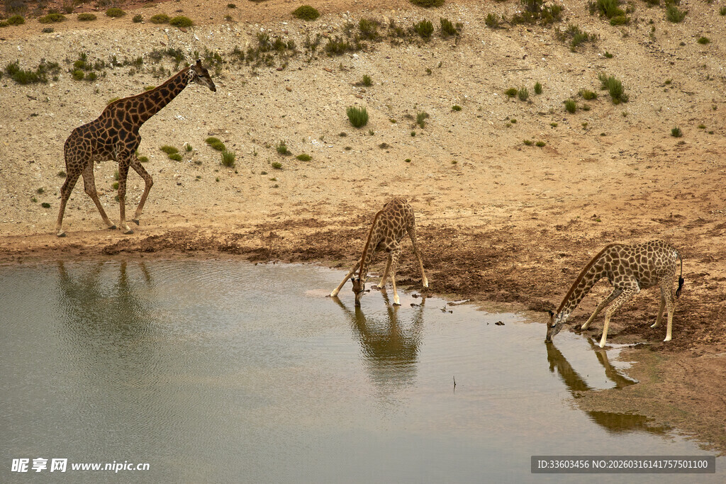 长颈鹿在水边饮水场景