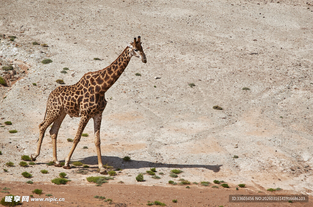 沙漠中站立的长颈鹿