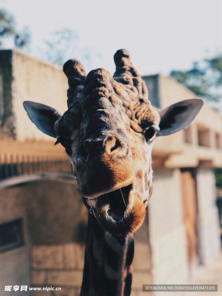 可爱长颈鹿特写
