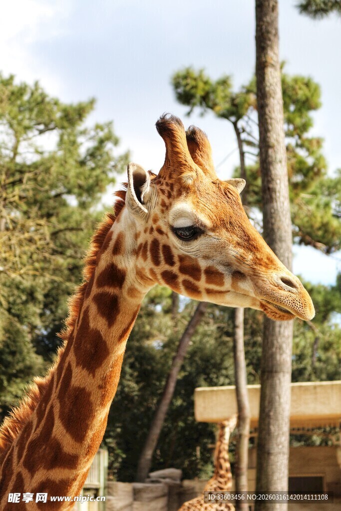 动物园中长颈鹿的特写