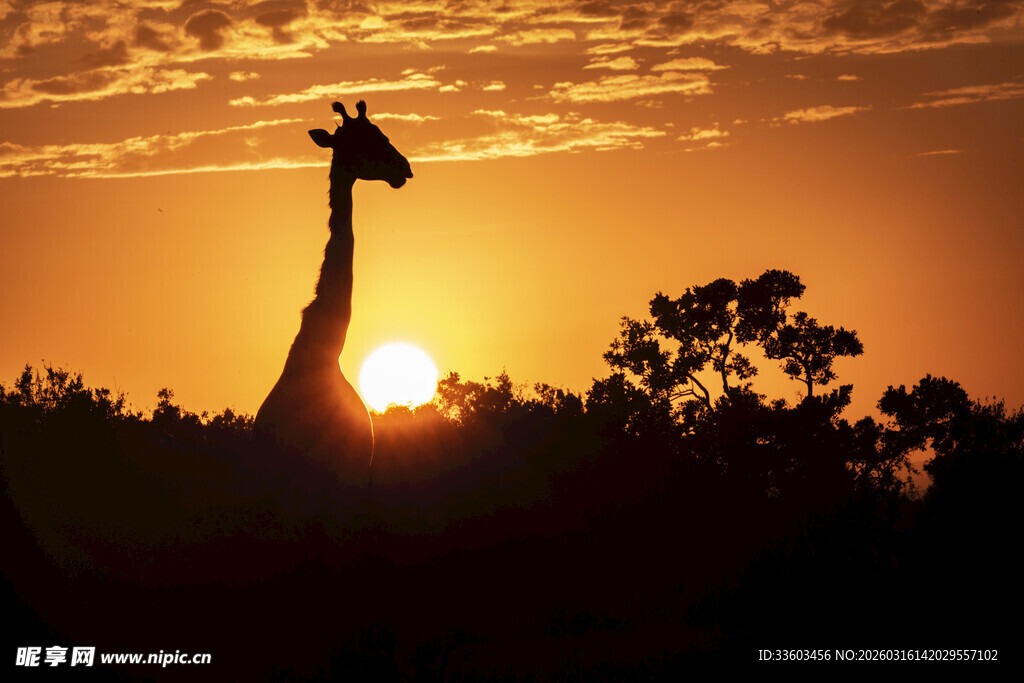 夕阳下的长颈鹿剪影
