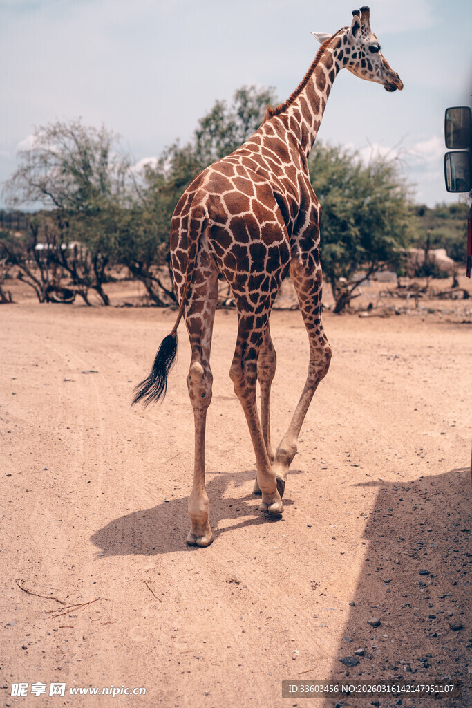 沙漠中漫步的长颈鹿